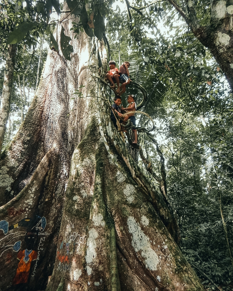 Huni-Kuin-Kinder auf einem Kapok-Baum im Amazonas@ living Gaia e.V.